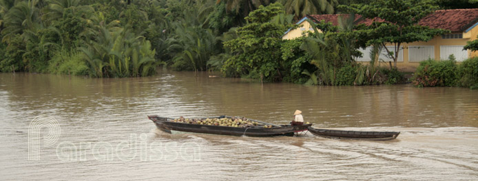A boat carrying coconut on the Mekong River