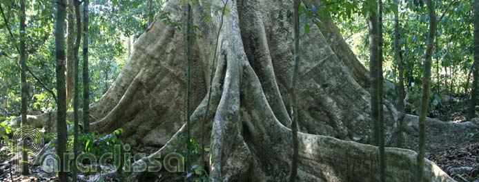 L'arbre de Tung au parc national de Nam Cat Tien