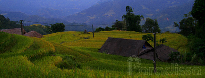 Golden rice terraces of Hoang Su Phi
