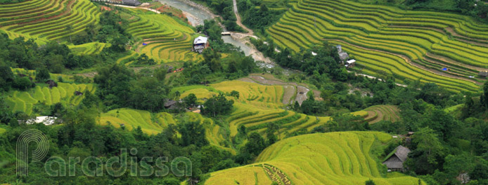 Rice terraces on the trek at Thong Nguyen, Hoang Su Phi