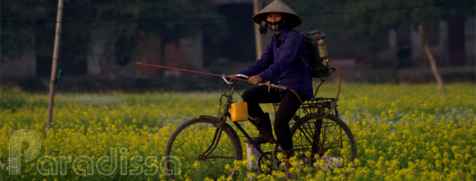 School girls cycling amid flower fields on the outskirt of Hanoi