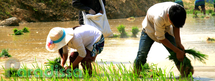Rice transplanting at Trinh Tuong, Bat Xat, Lao Cai
