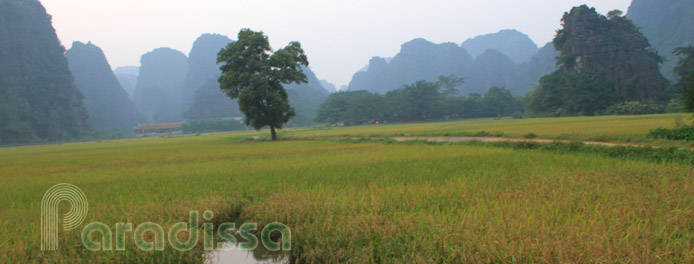 Golden rice at Tam Coc, Ninh Binh, Vietnam