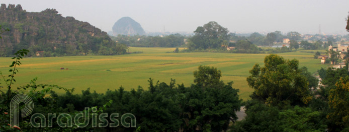 Golden ricefields at Tam Coc, Ninh Binh, Vietnam