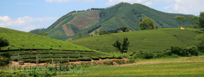 Hills with tea plantations at Phu Tho
