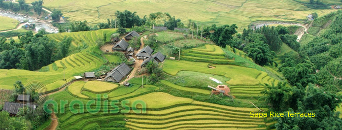 rizières en terrasse à Sapa au Vietnam