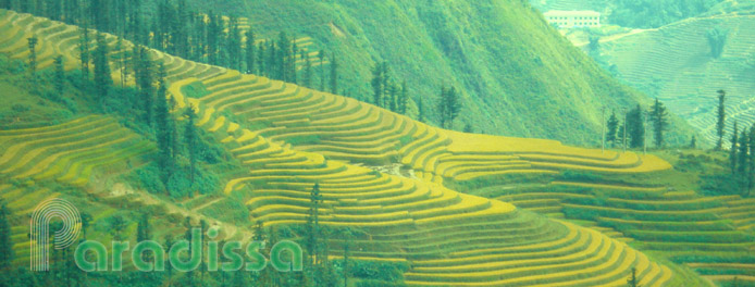Rice terraces at Sapa Vietnam