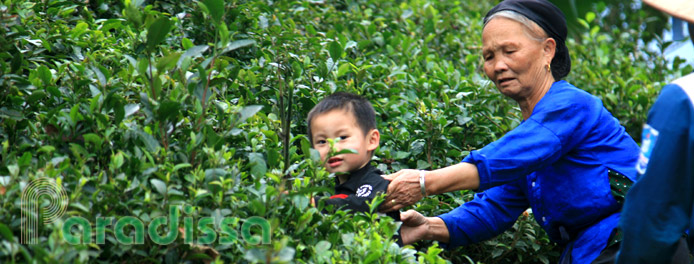 Picking tea leaves at ATK Dinh Hoa, Thai Nguyen