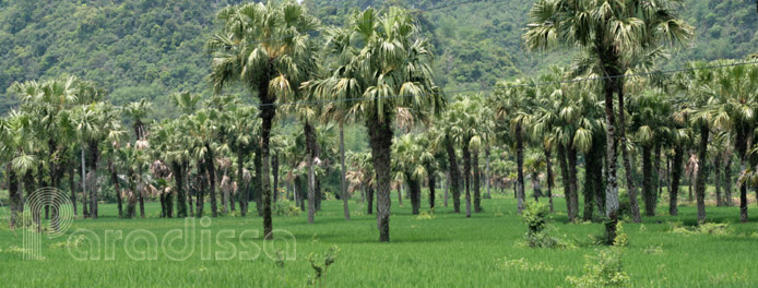 Rice fields at Tuyen Quang