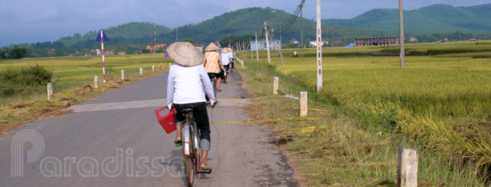 Ricefields at Tam Dao, Vinh Phuc