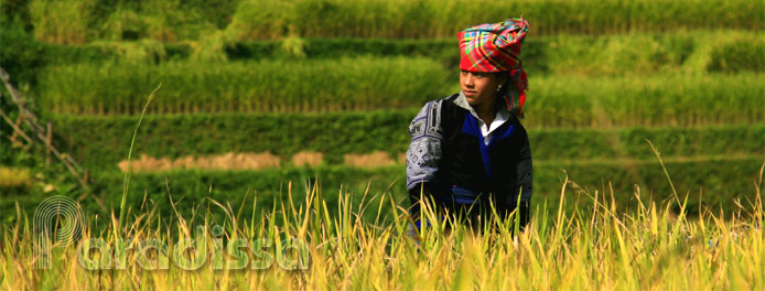 A Hmong girl amid a golden rice field at Mu Cang Chai