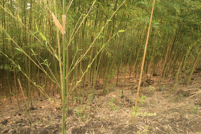 We trek past a bamboo forest today