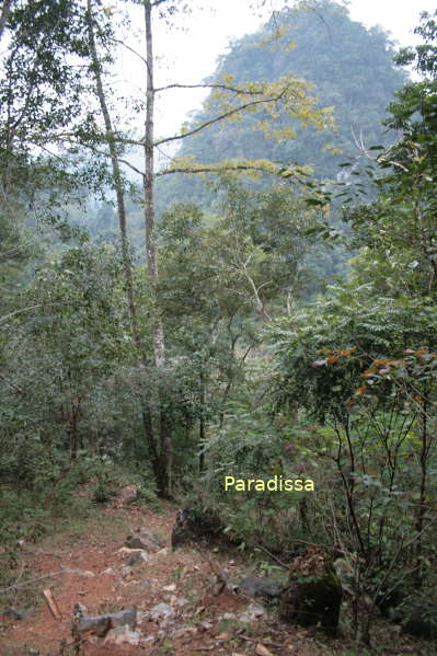 Tran Hung Dao Forest where the People's Army of Vietnam was first founded