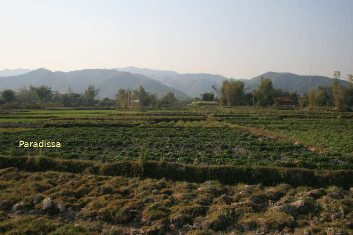 Vegetable farms near Anne-Marie Hill