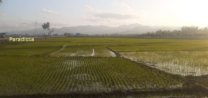The Muong Thanh Valley with rice fields