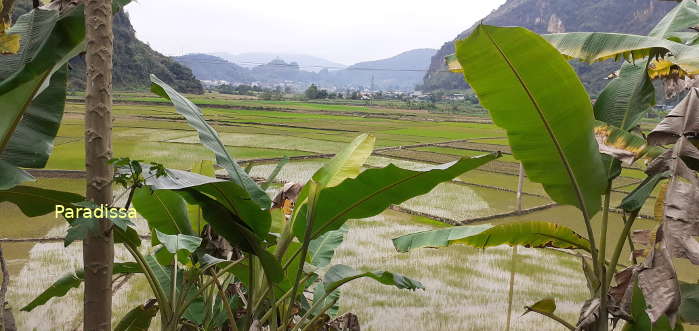 Rice fields and mountains at Tuan Giao