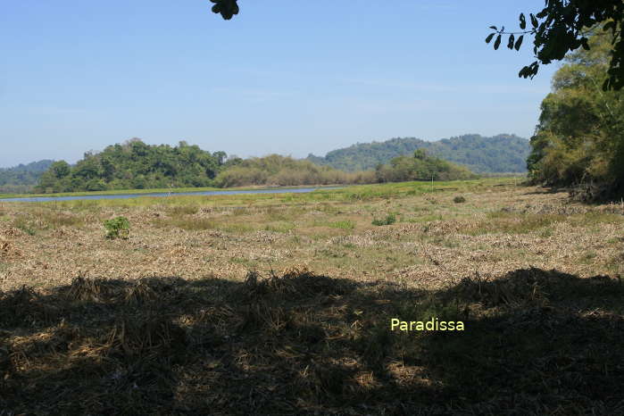 Grassland at the Cat Tien National Park, a good place for observing birds and nocturnal wildlife