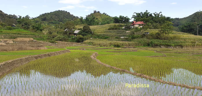 Rice fields at Lung Van