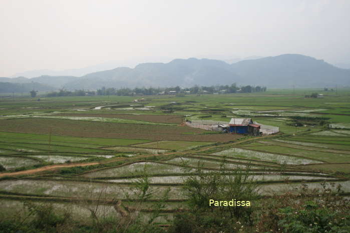 Rice fields at Tam Duong, Lai Chau