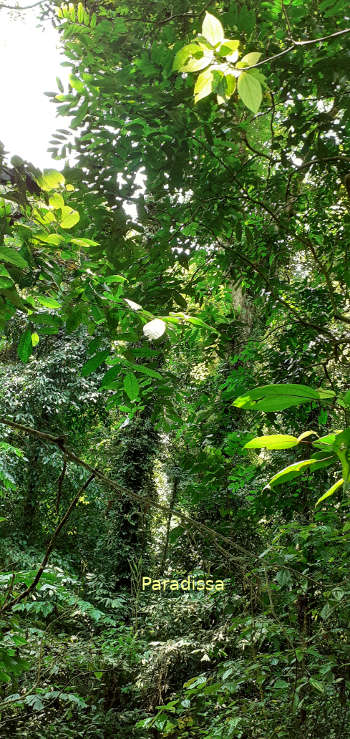 A birding trail through dense forest at the Cuc Phuong National Park in Ninh Binh Vietnam