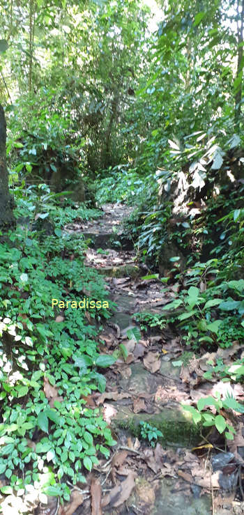 A forest trekking trail at Cuc Phuong National Park