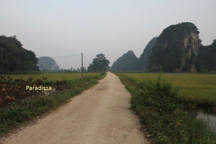 The road to Hang Mua is amid rice fields, pond with lotus flowers, outcrops...
