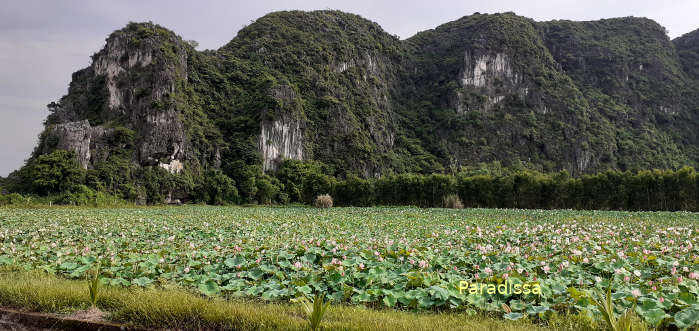 Lotus flowers which adds more beauty and fragrance to Tam Coc in Ninh Binh Province