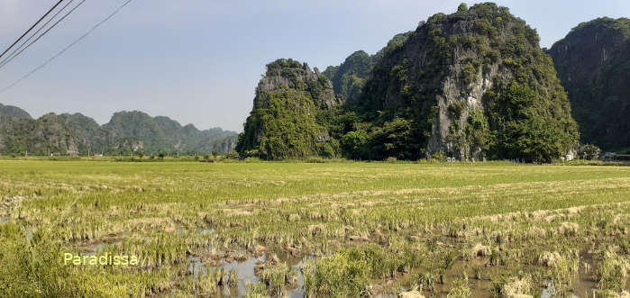 Stubbly fields at Tam Coc Ninh Binh