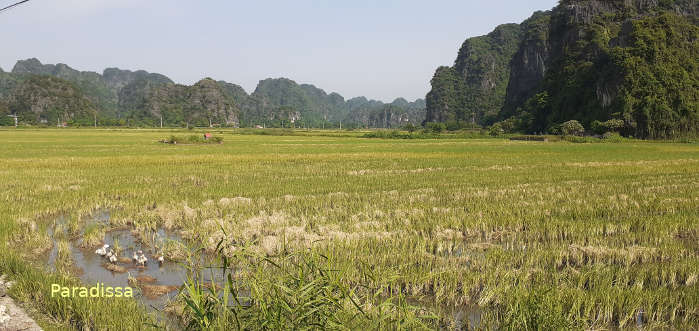stubble field at Thung Nang Valley, Ninh Binh