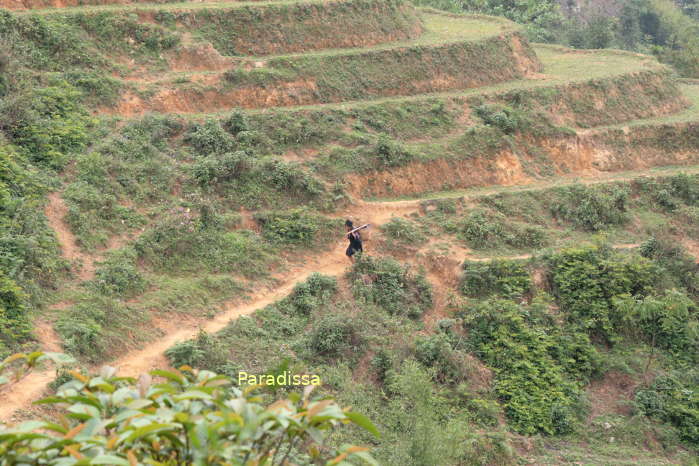 A Black Hmong lady is hiking on the dry terraces at the Muong Hoa Valley