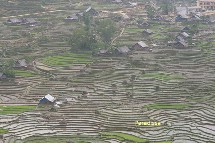 Rice terraces in between Lao Chai Village and Ta Van Village in Sapa