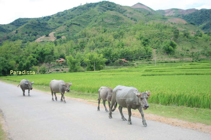Water buffalo at the Muong Tac Valley, Phu Yen, Son La