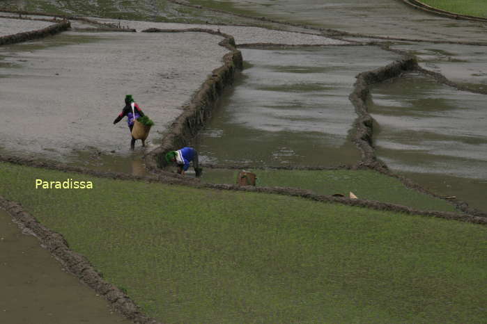 Transplanting rice at Muong Tac Valley