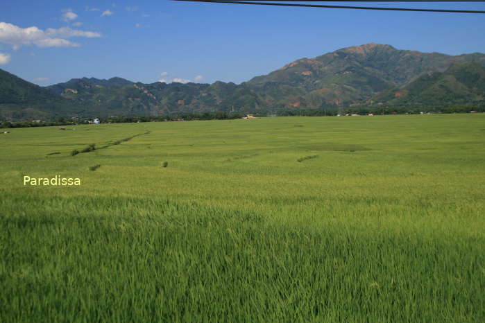 Rice fields at Muong Tac
