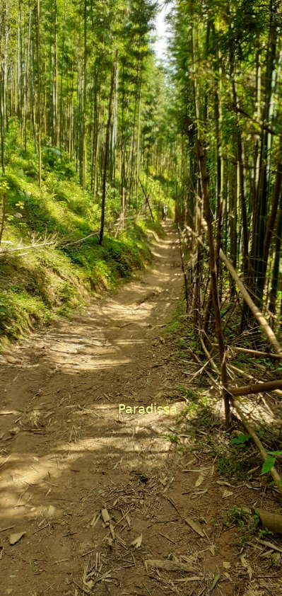 Our hiking tour at the Pu Luong Nature Reserve includes an adventure through a bamboo forest with lovely views