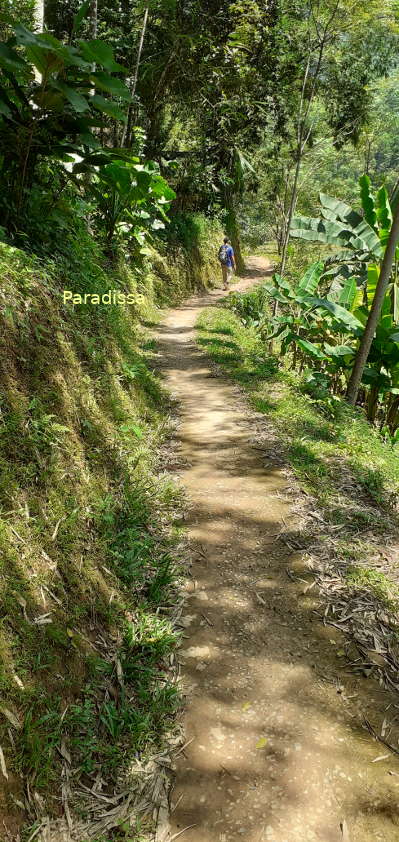 Then comes to a trail which runs around the base of a mountain by the rice fields near Nua Village 