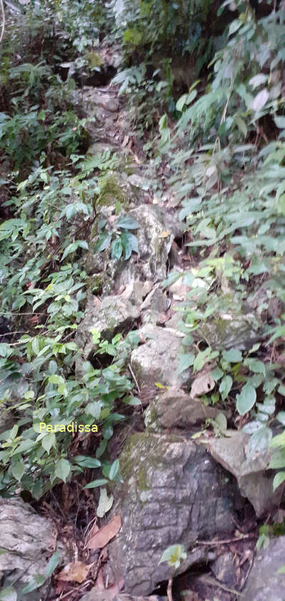 A rocky and mossy path in the forest of Pu Luong Nature Reserve which could be extremely slippery especially when it is wet