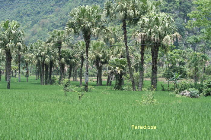 Palms amid rice fields at Tuyen Quang Province in Vietnam