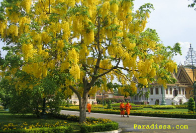 moines bouddhistes à la pagode d'argent Phnom Penh moines bouddhistes à la pagode d'argent Phnom Penh