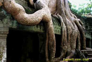 Jungle-clad Temple of Angkor