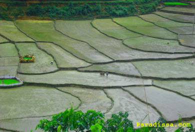 Preparing rice field