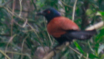 Tam Dao Birding