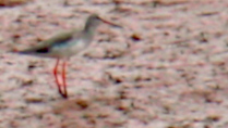 Bird-Watching Tour at Xuan Thuy National Park