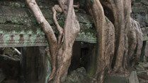 Creepers at Angkor