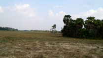 The countryside outside of Siem Reap The countryside outside of Siem Reap