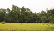 Tra Su Nature Reserve, An Giang