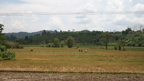 The countryside at Binh Phuoc Province, Vietnam