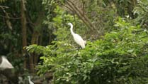 Bang Lang Stork Sanctuary in Can Tho, Vietnam