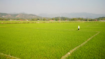 vallée de Muong Thanh à Dien Bien Phu au Vietnam