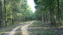 A birding trail at Nam Cat Tien National Park